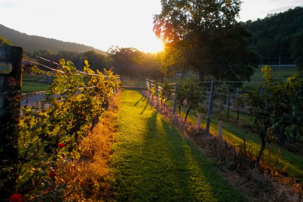 rutas del Vino España